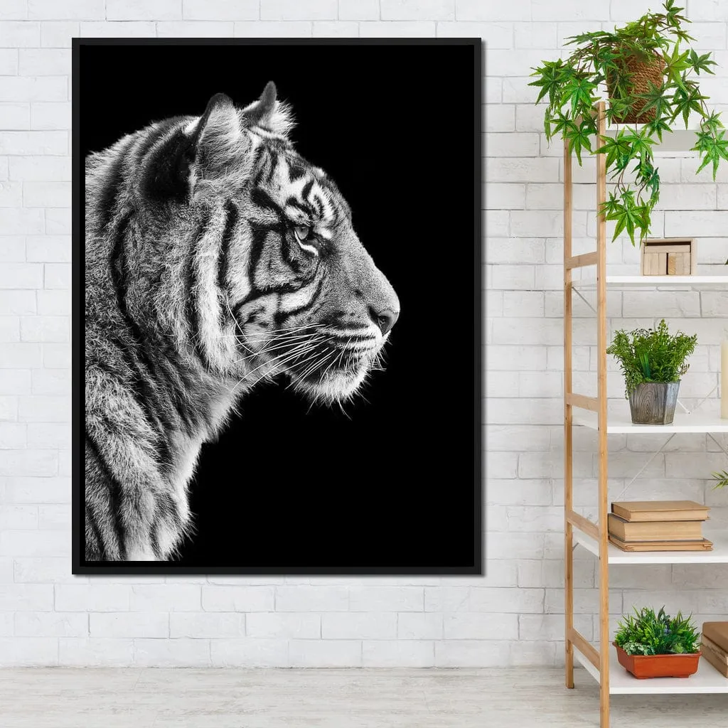 Black and White Sumatran Tiger