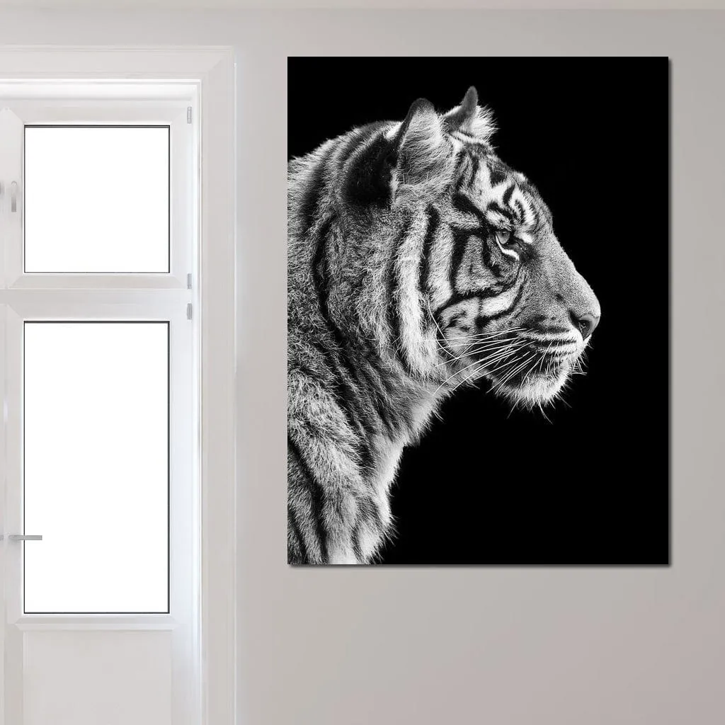 Black and White Sumatran Tiger