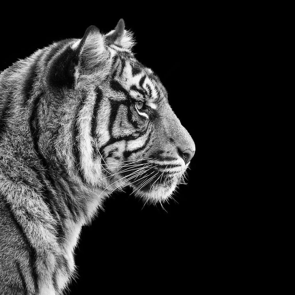 Black and White Sumatran Tiger