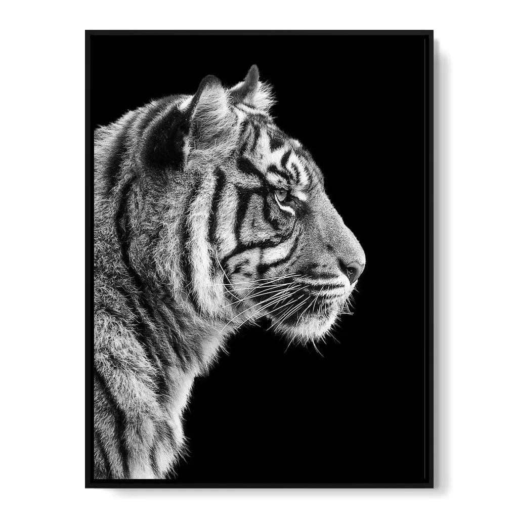 Black and White Sumatran Tiger